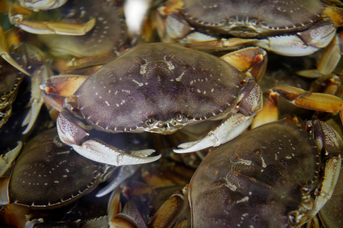 California's commercial Dungeness crab season delayed for the sixth year in a row to protect whales | The Independent