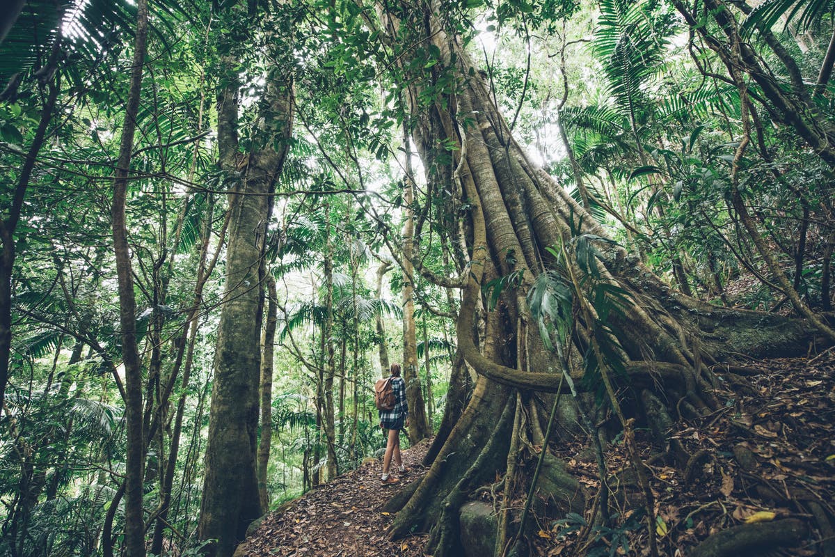From reefs to rainforests: A nature-lover’s guide to Queensland | The Independent