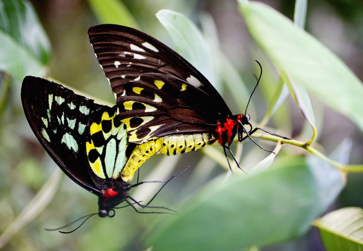 Man charged with ‘smuggling $200,000 worth of protected butterflies’ | The Independent