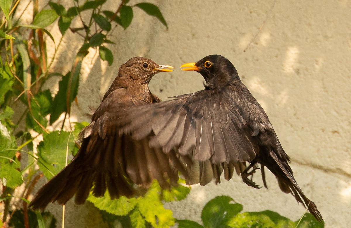 Young wildlife photographer sees ‘kissing blackbird’ picture snapped up by Co-op | The Independent