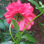 Mahmmed Jibriil