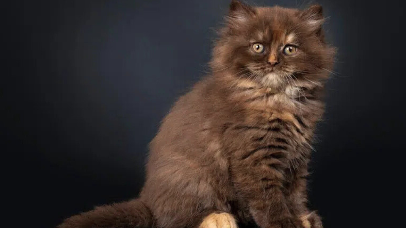20 Long Haired Cat Breeds: Pictures, Facts & Info - Marcopolosports.com